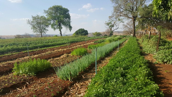 Horta