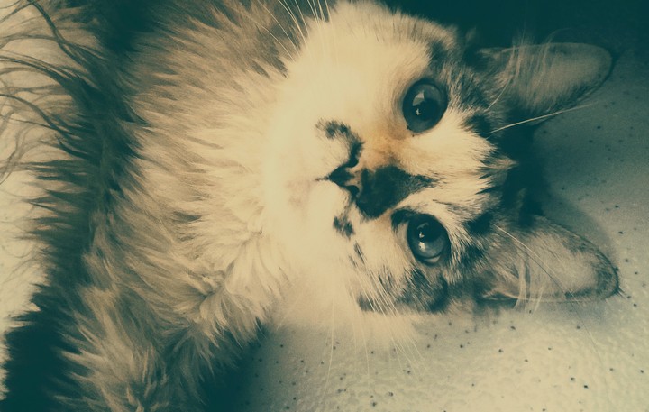 miau