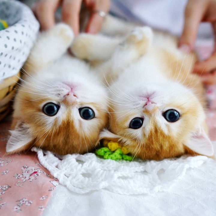 ~✿•°♡•°✿•°♡•°✿~