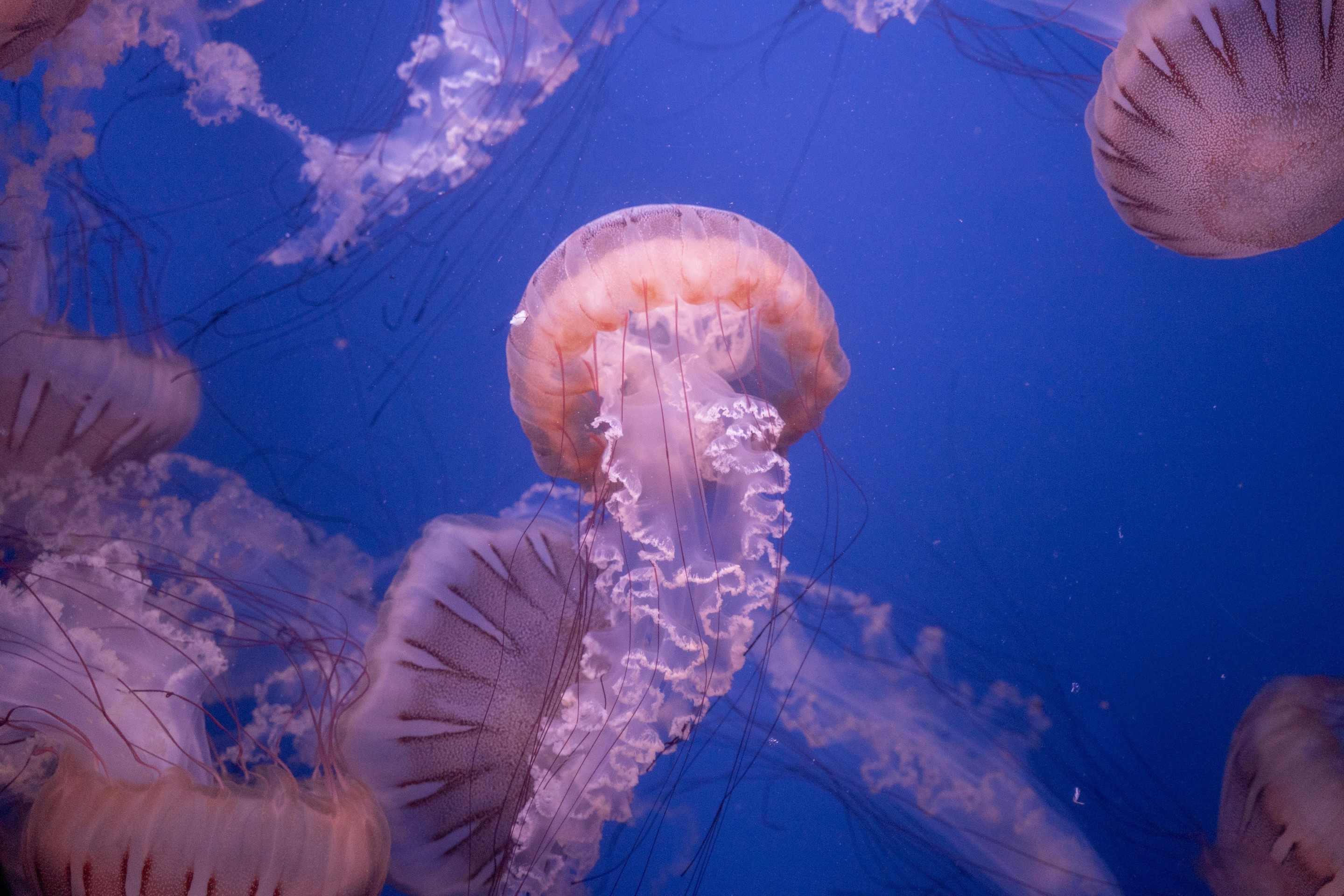 sfondi jellyfish, liquid