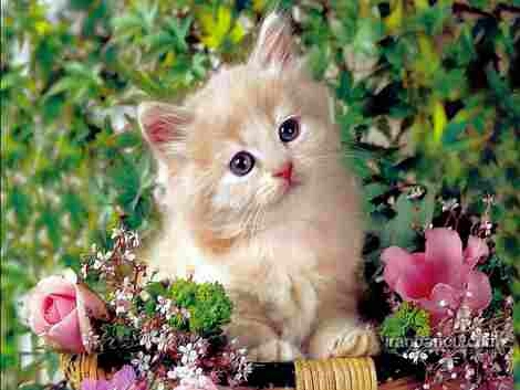 my cat