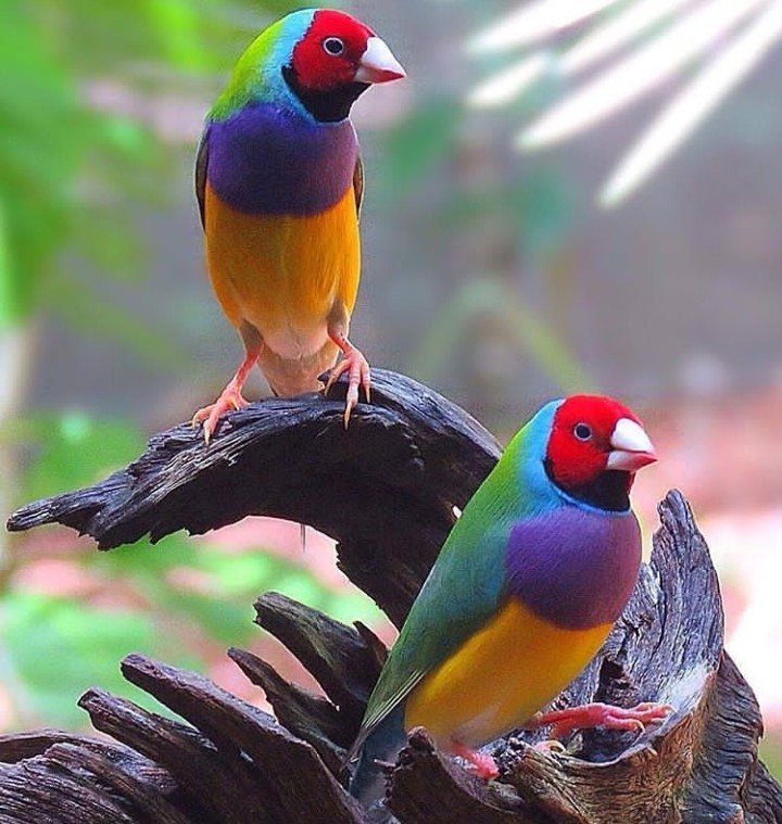 Birds