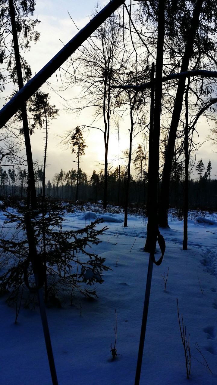 winter forest