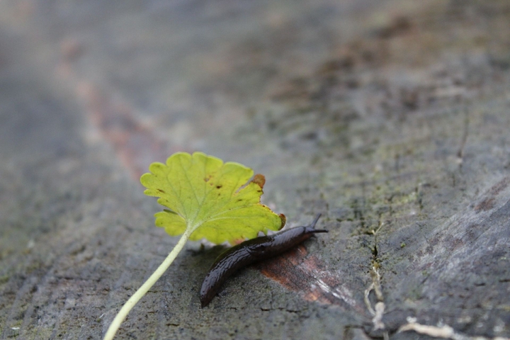 slug takes shelter