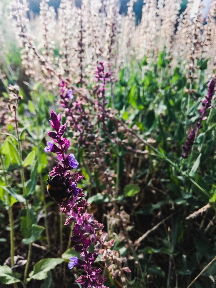 La_nature