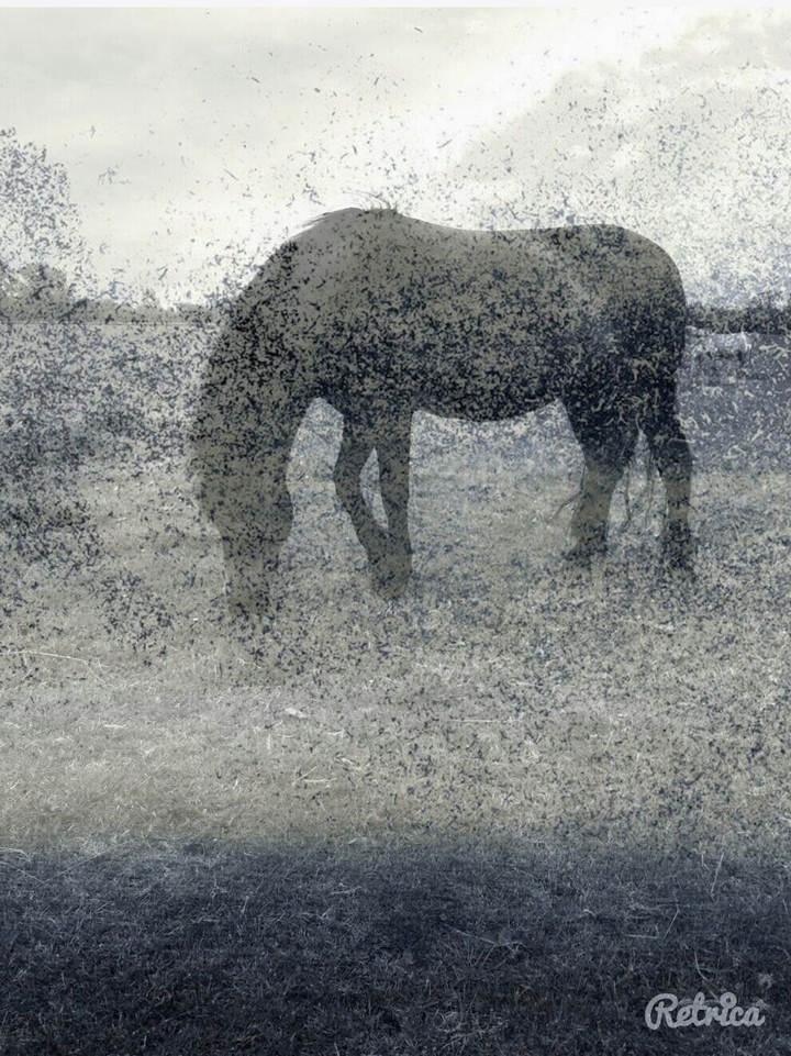 horse shadow
