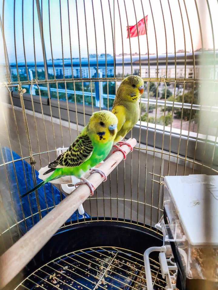 love birds