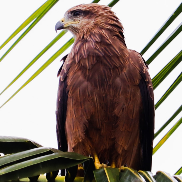 Black Kite