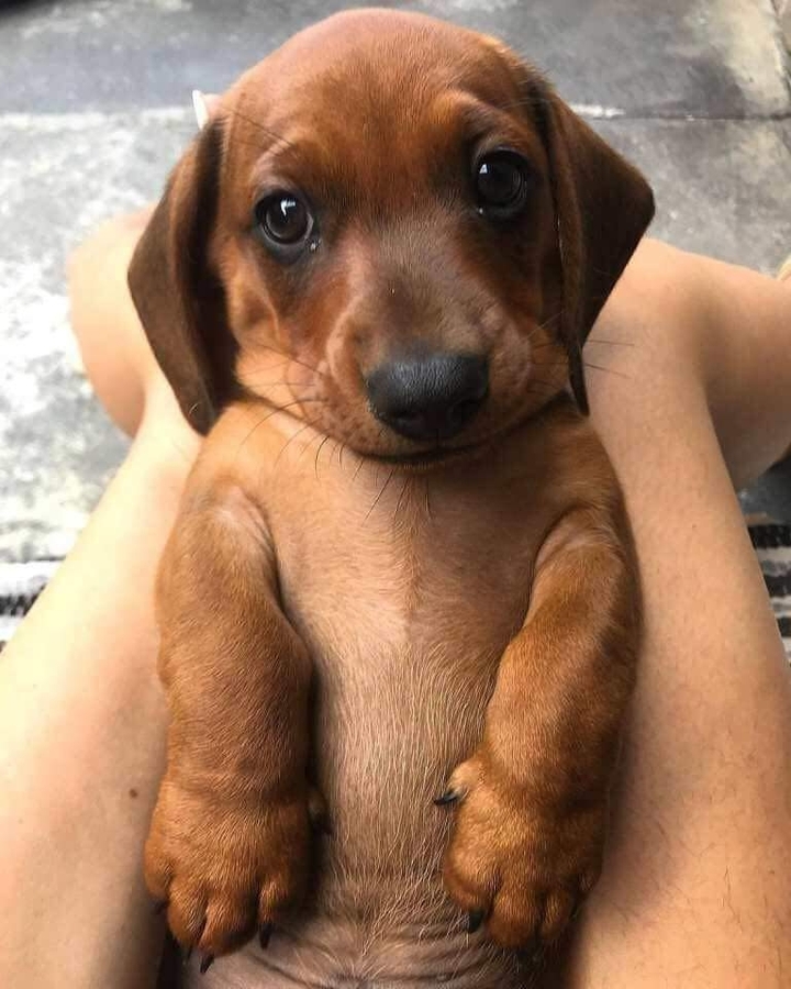 puppy ❤️❤️