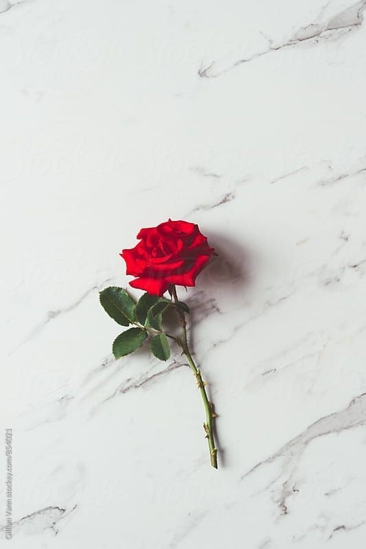 rosa