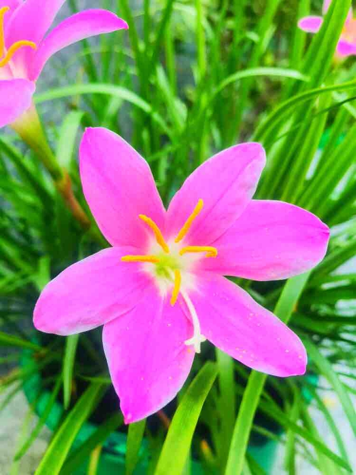 pinky pink
