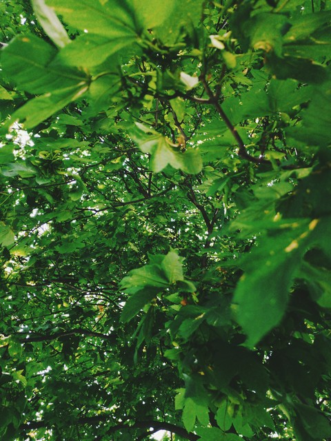 leaves