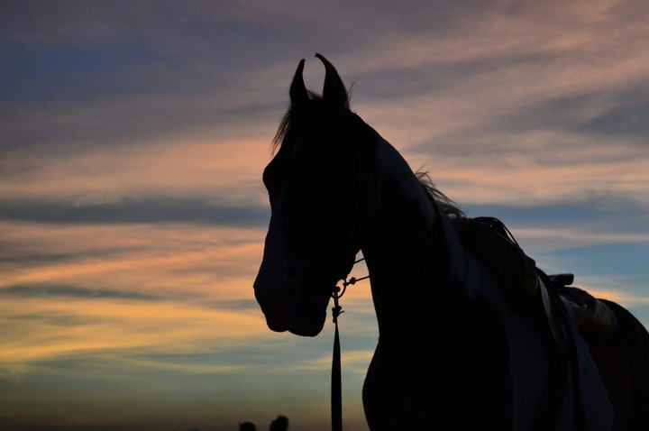 The Dark Horse