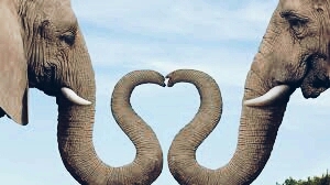 love never dies