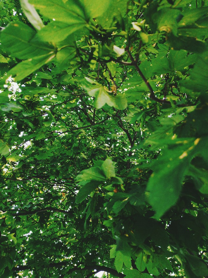 leaves