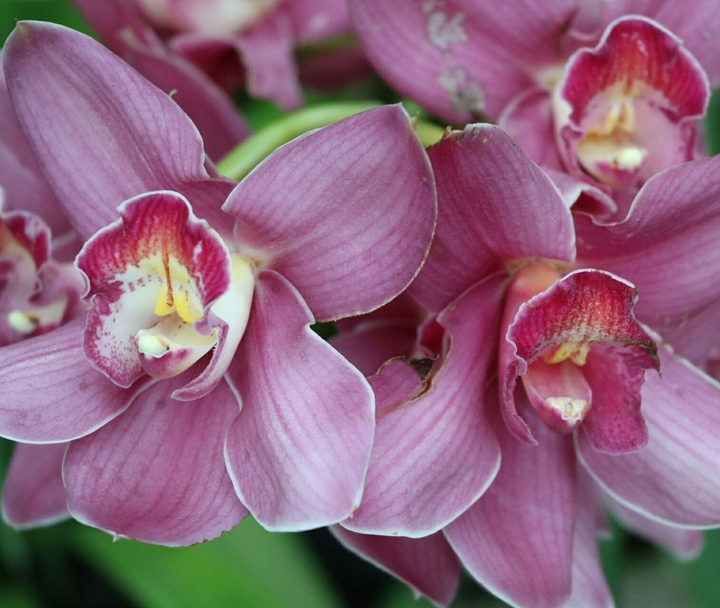 orchids