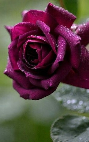 beautiful