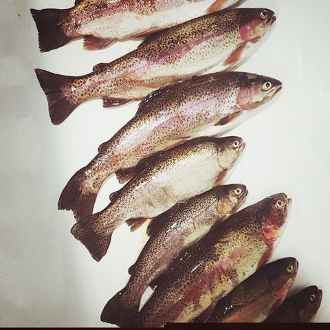 Fishing