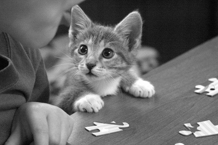 kitten