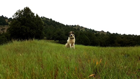 tapety grass, Fawn