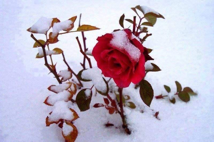 snow