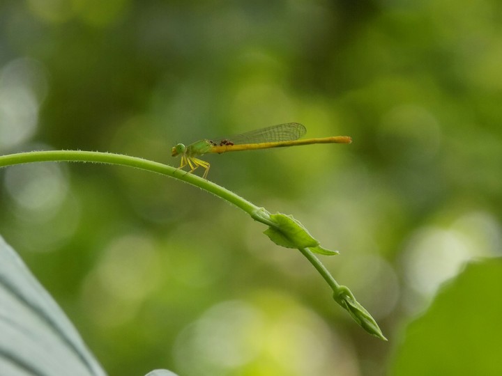 Indian Grasshopper