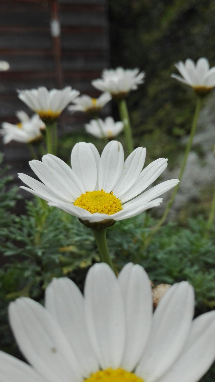 Blumen