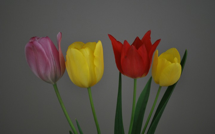 Tulip
