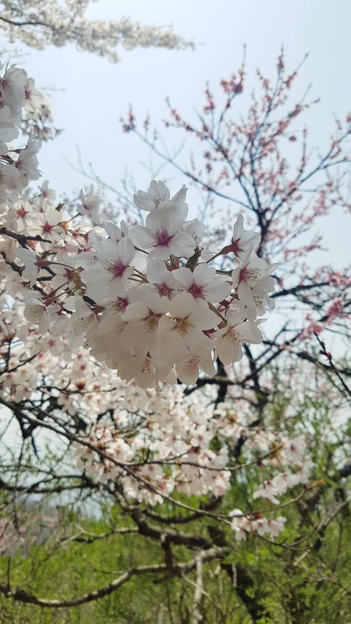 벚꽃