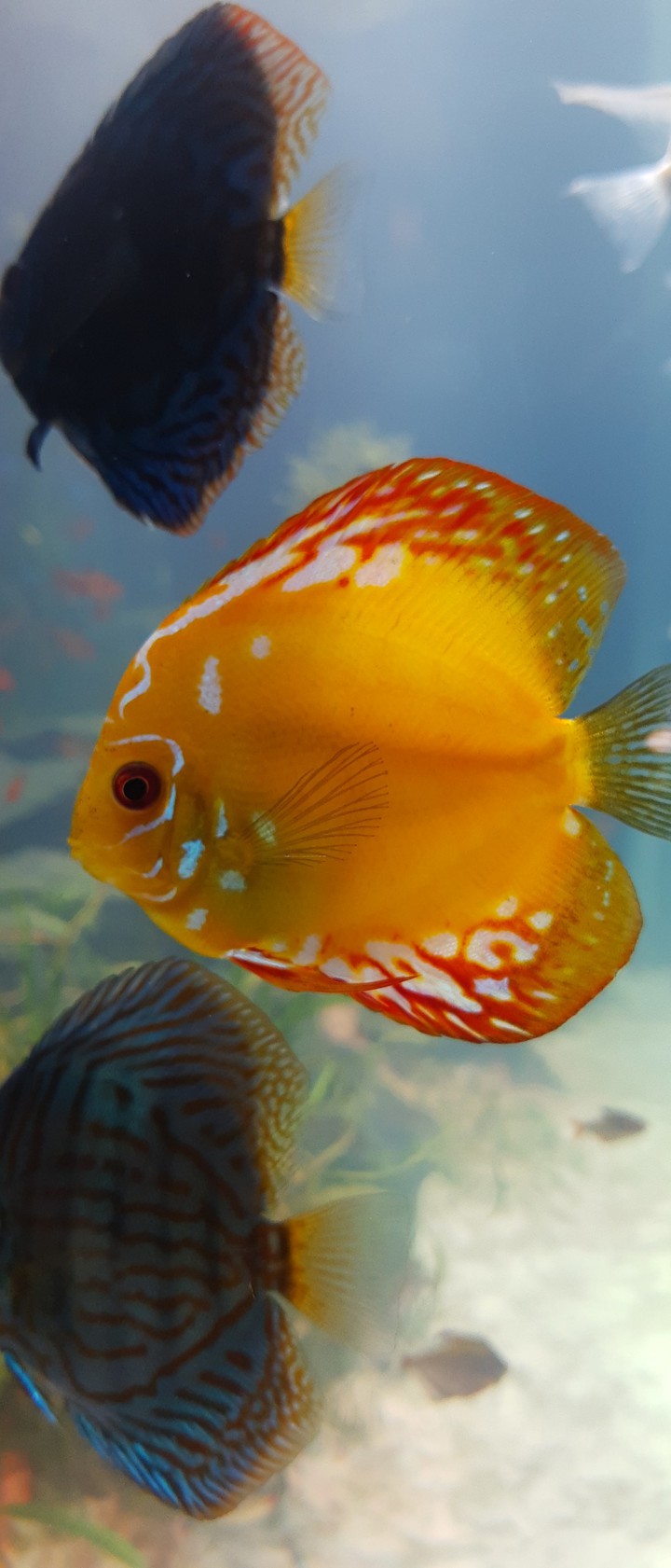 Orange fish