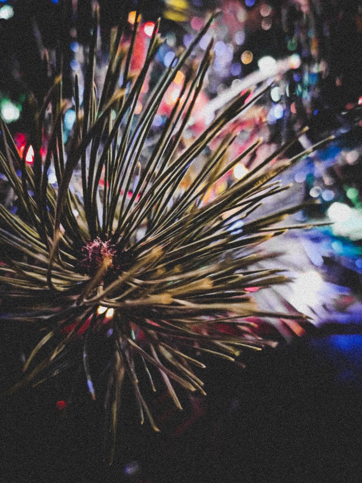 tree