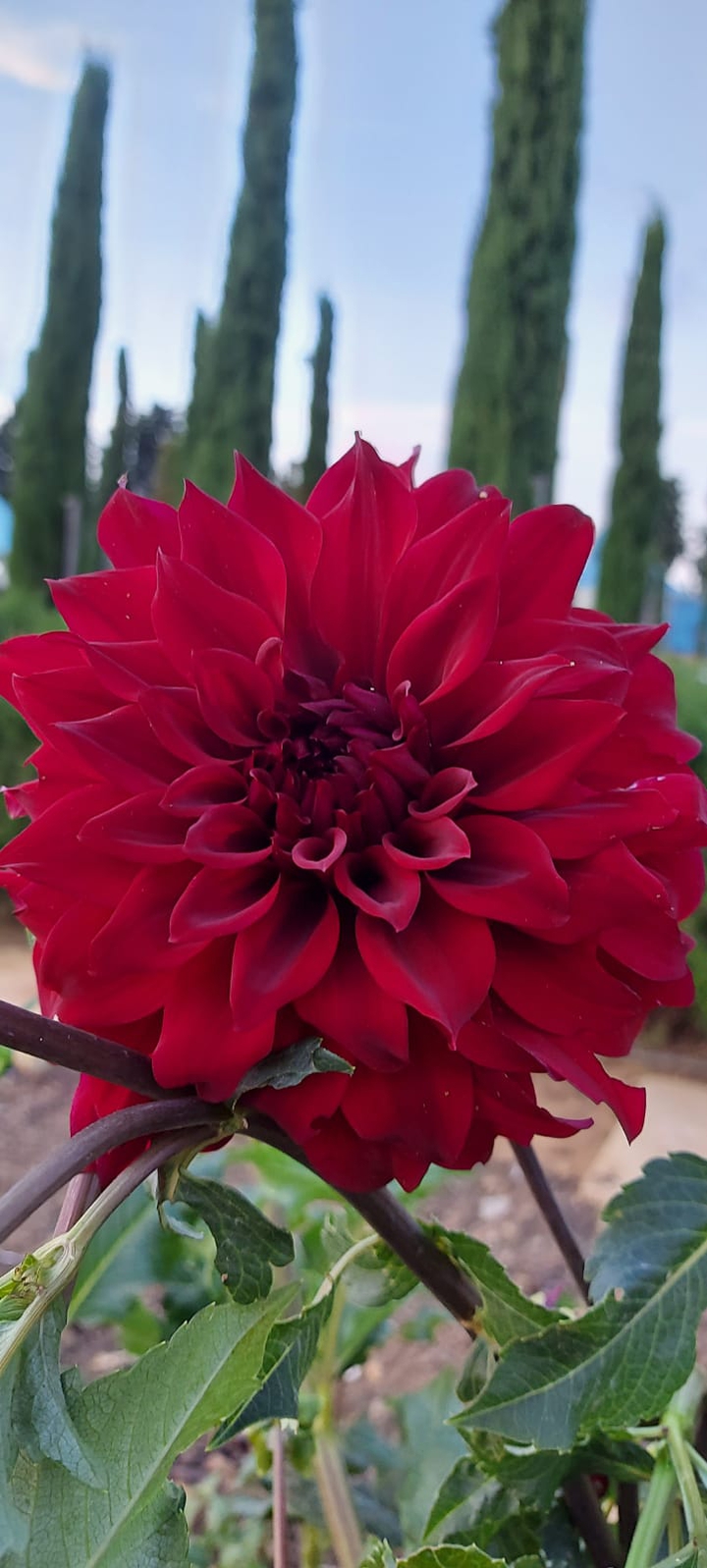 Dahlia