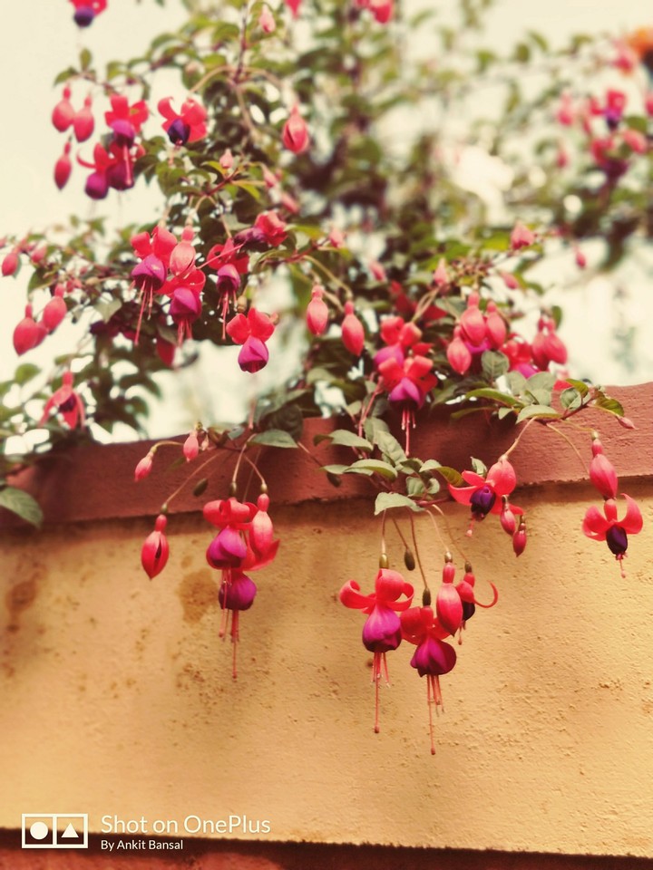 Ooty Flowera