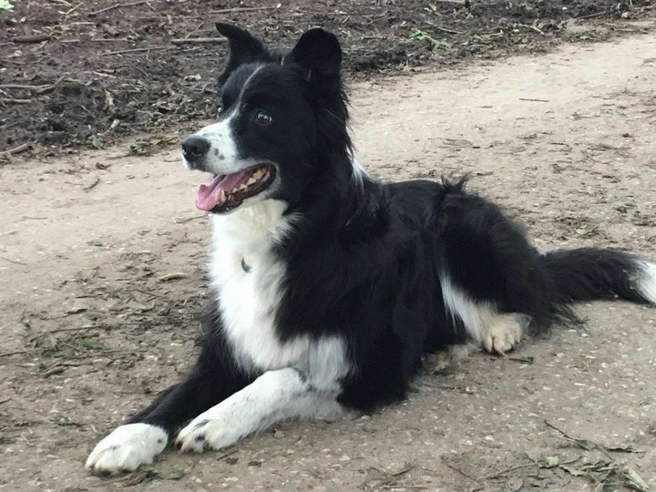 The Border Collie Because There Is No Better Dog