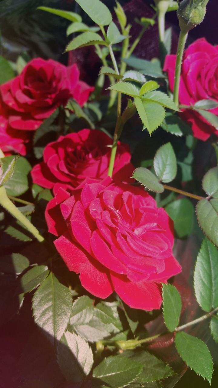 roses