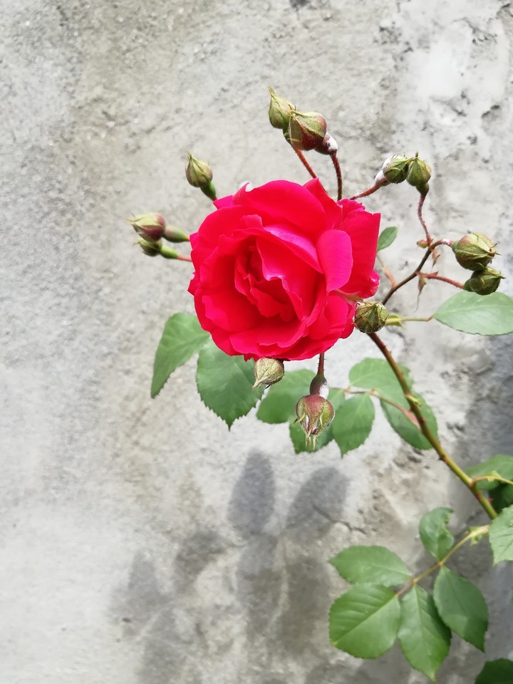 rose