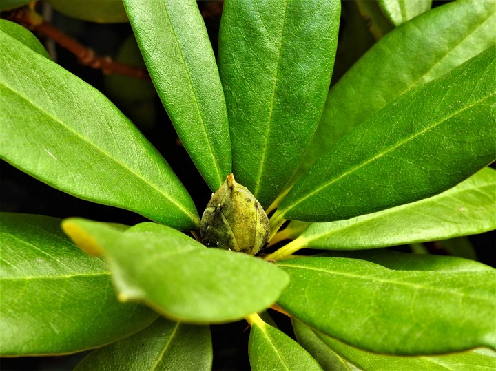 Flower Green