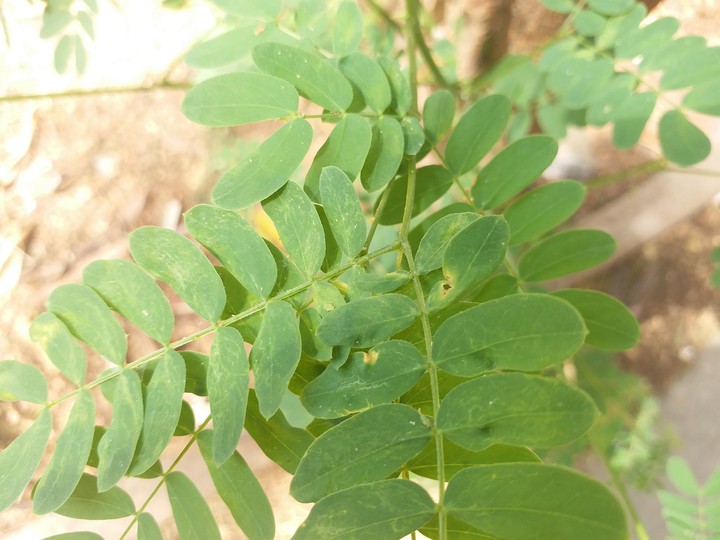 leaves
