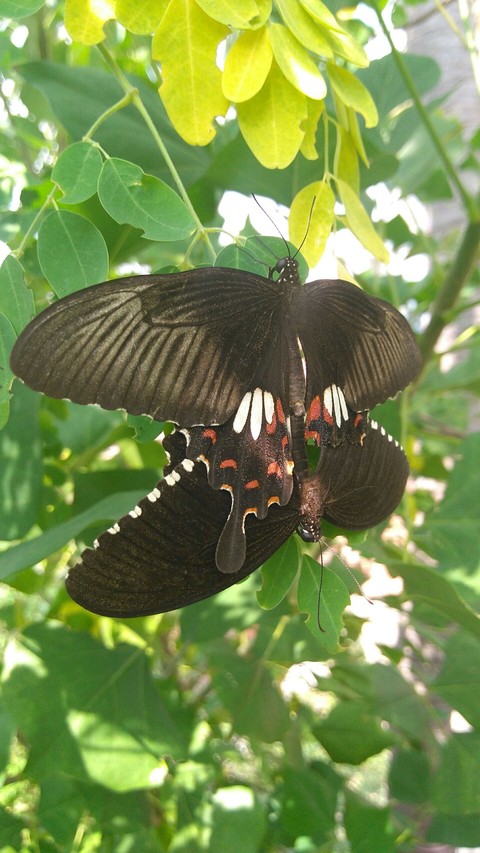 butterfly