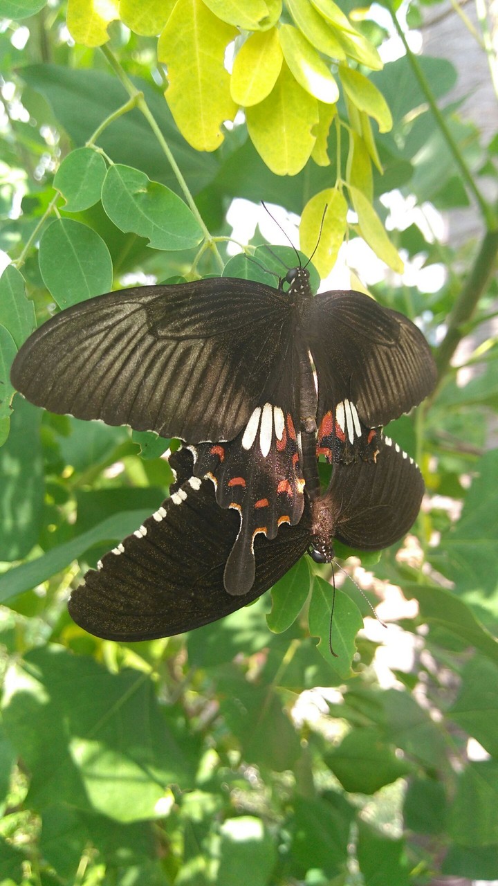 butterfly