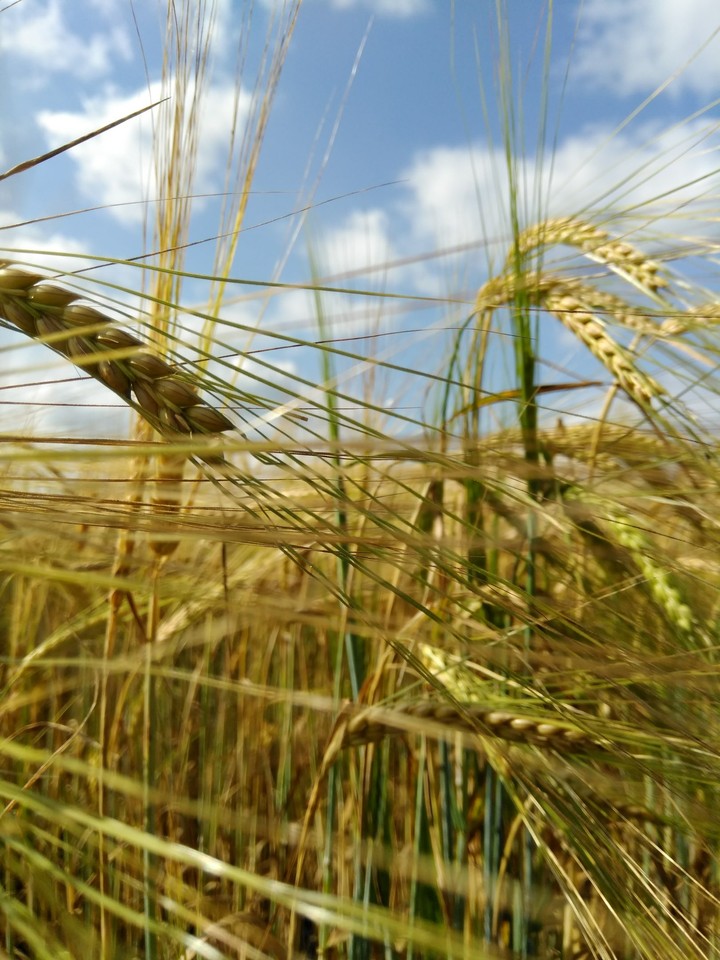 Ears of wheat