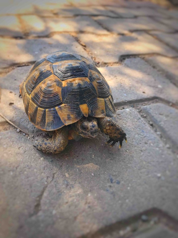 Turtle