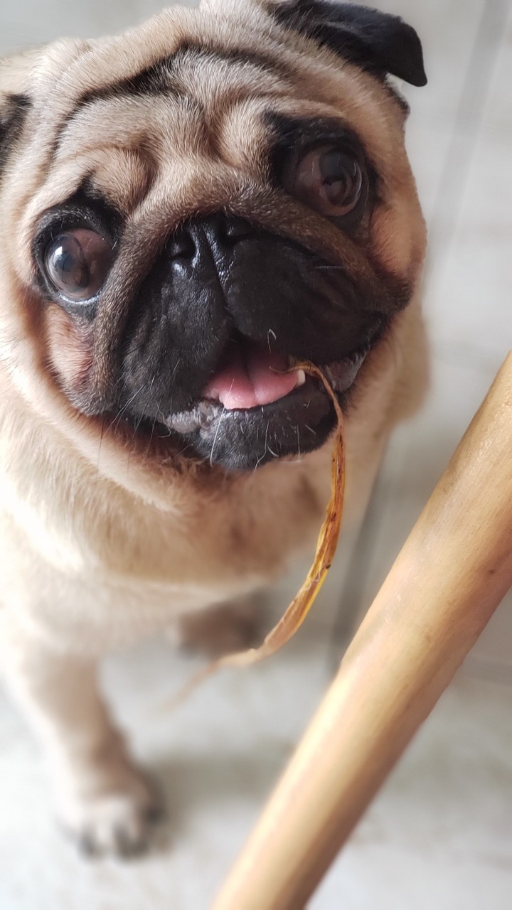 Pug
