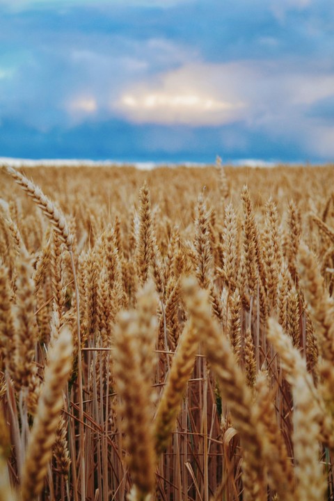 tapety wheat, summer