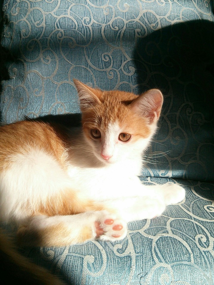 Snoopy as a 3 month old kitten