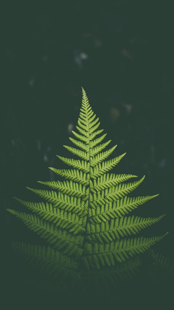 awesome plant