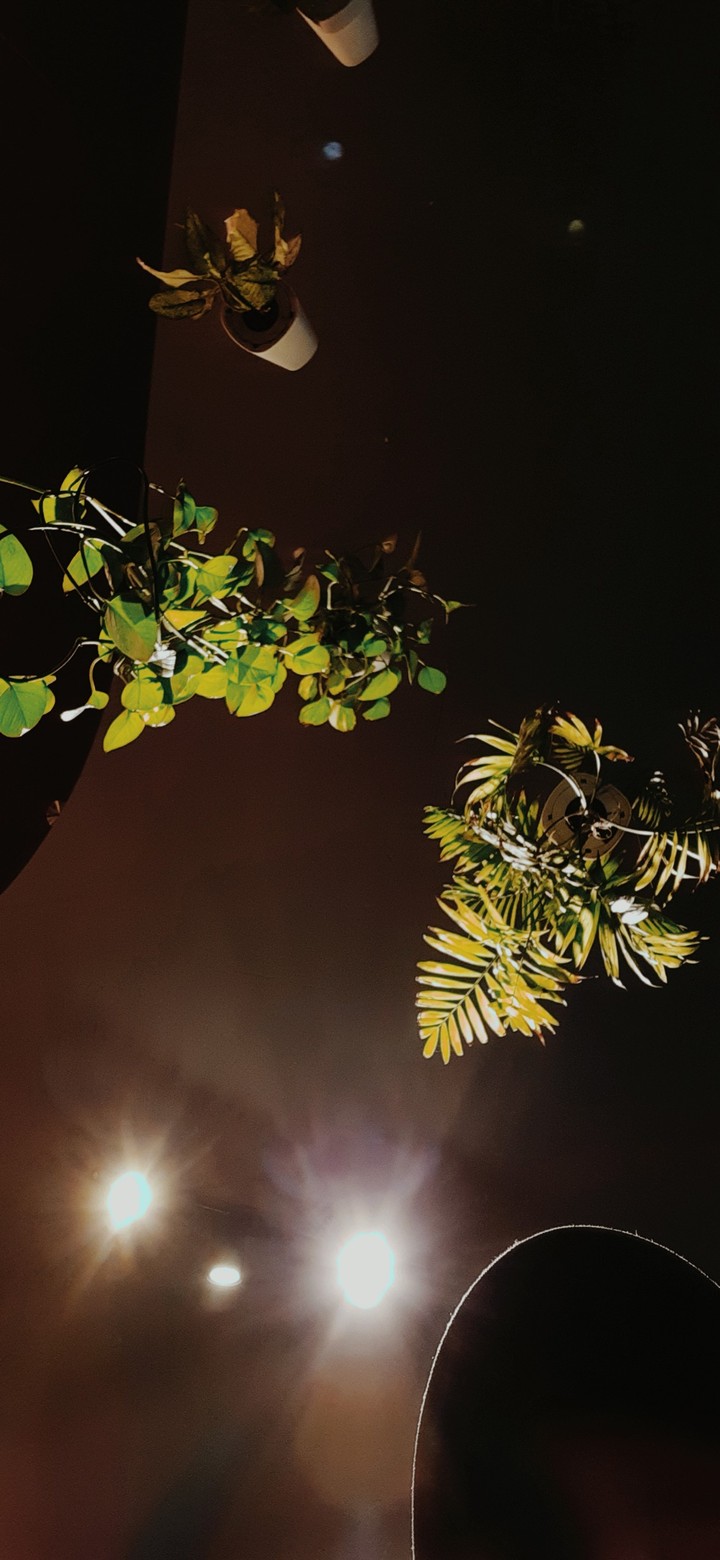 Plants from the ceiling!!