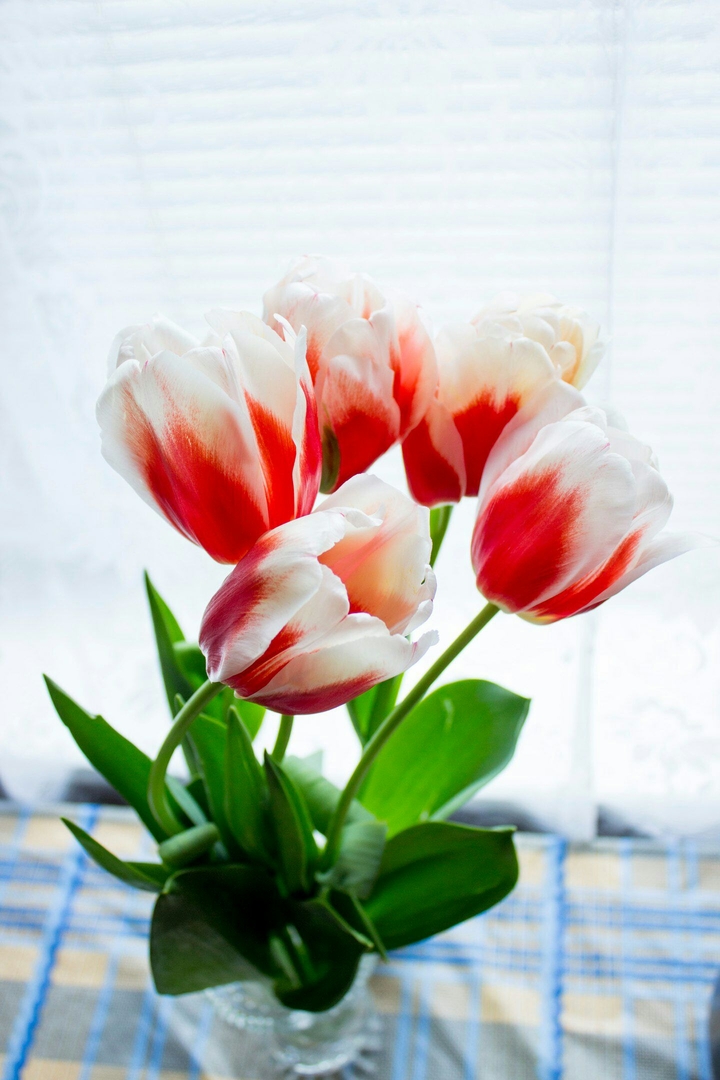 Tulips