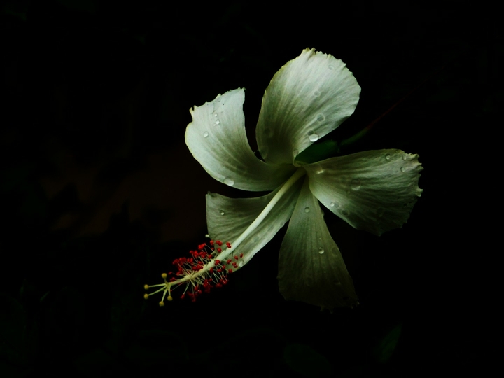 Indian flowers