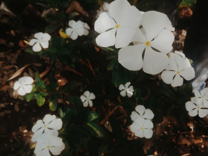 family of flowers